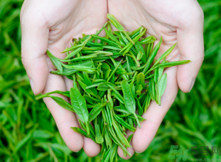 桂花和茶葉能一起泡嗎？桂花能和茶葉一起泡嗎？