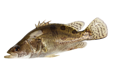 桂花魚(yú)