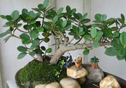 桂花樹可以種在室內(nèi)嗎？桂花樹適合在室內(nèi)嗎？