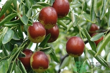 冬棗能泡茶喝嗎？泡茶喝用干冬棗好還是新鮮冬棗好？