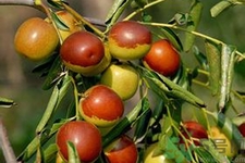 冬棗能泡茶喝嗎？泡茶喝用干冬棗好還是新鮮冬棗好？