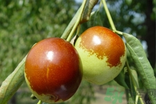 吃冬棗能補(bǔ)血嗎？吃冬棗為什么能補(bǔ)血？