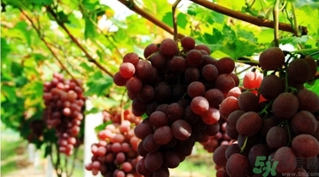 吃紅提會(huì)上火嗎？怎樣吃紅提不上火？