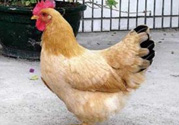 三黃雞多少錢(qián)一斤？三黃雞多少錢(qián)一只？