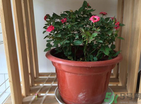 月季花可以放在室內(nèi)嗎？月季花放在室內(nèi)好嗎？