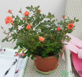 月季花可以放在室內(nèi)嗎？月季花放在室內(nèi)好嗎？