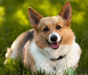 狂犬病的潛伏期最長(zhǎng)多長(zhǎng)？狗咬了會(huì)得狂犬病嗎？