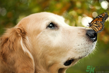狂犬病的潛伏期最長(zhǎng)多長(zhǎng)？狗咬了會(huì)得狂犬病嗎？