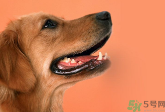 狂犬病的潛伏期最長(zhǎng)多長(zhǎng)？狗咬了會(huì)得狂犬病嗎？