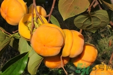 柿子和香蕉能一起吃嗎？柿子和香蕉一起吃會(huì)中毒嗎？