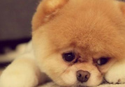 狂犬病的潛伏期最長多長？狗咬了會得狂犬病嗎？