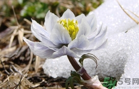 雪蓮花怎么吃？雪蓮花的功效作用