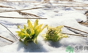 雪蓮花怎么吃？雪蓮花的功效作用