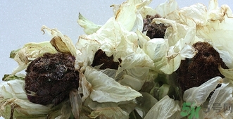 雪蓮花怎么吃？雪蓮花的功效作用