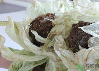 雪蓮花怎么吃？雪蓮花的功效作用