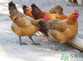 土雞多少錢一斤？土雞多少錢一只？