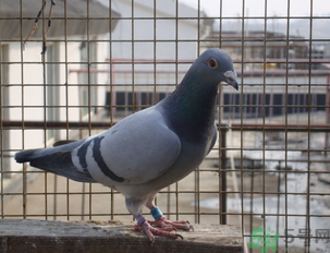 鴿子多少錢一只？鴿子多少錢一斤？