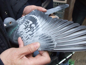 鴿子多少錢一只？鴿子多少錢一斤？