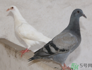 鴿子多少錢一只？鴿子多少錢一斤？