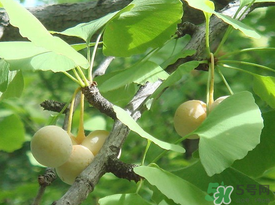 吃白果會過敏嗎？吃白果過敏了怎么辦？