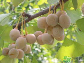 吃白果會過敏嗎？吃白果過敏了怎么辦？