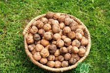 核桃是發(fā)物嗎？手術(shù)后能吃核桃補(bǔ)身體嗎？