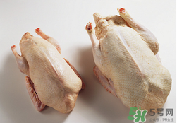 鴨肉可以放冰箱嗎？鴨肉放冰箱能保鮮多久？