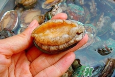 新鮮鮑魚可以放多久？活鮑魚怎樣存放時間更長？