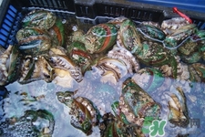 吃鮑魚(yú)要注意些什么？吃鮑魚(yú)會(huì)過(guò)敏嗎？