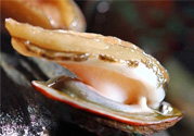 男人吃鮑魚能補(bǔ)腎嗎？腎虛能吃鮑魚嗎？