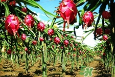 火龍果能天天吃嗎？火龍果每天都吃好嗎？