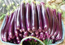 茄子太吸油怎么辦?茄子怎么做不吸油? 茄子太吸油怎么辦?茄子怎么做不吸油?