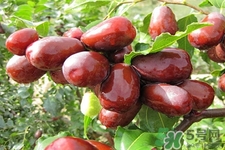 紅棗木瓜湯怎么做好吃？吃紅棗木瓜湯有什么作用？