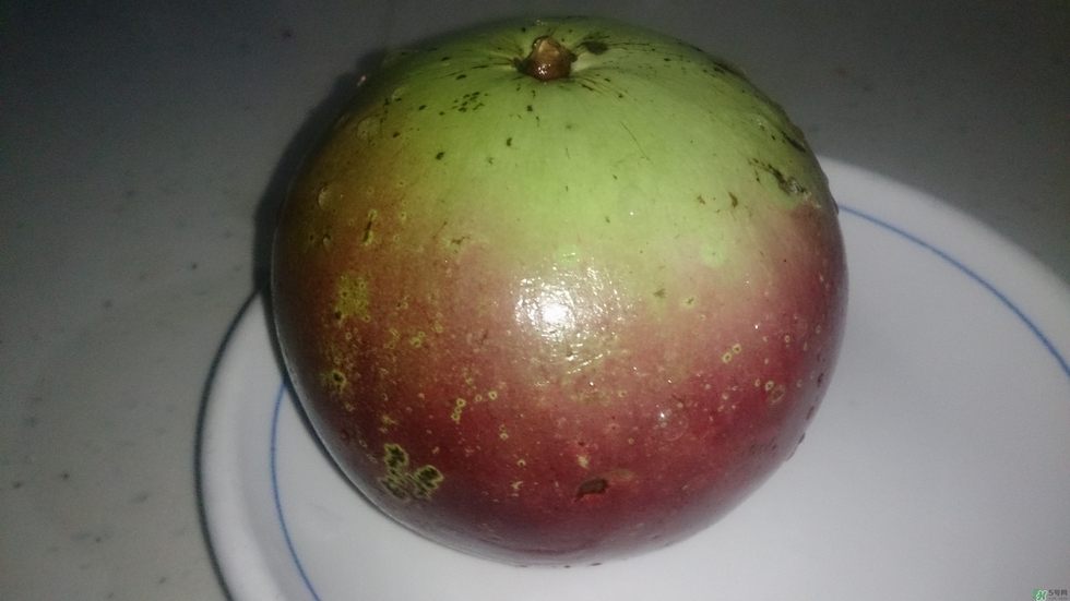 牛奶果怎么吃？牛奶果的功效與作用