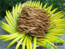 吃黃花菜下奶嗎?產(chǎn)婦可以吃黃花菜嗎? 吃黃花菜下奶嗎?產(chǎn)婦可以吃黃花菜嗎?