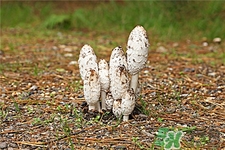 雞腿菇的營養(yǎng)價值 雞腿菇的功效與作用 雞腿菇的營養(yǎng)價值 雞腿菇的功效與作用