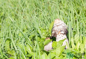 雞腿菇的營(yíng)養(yǎng)價(jià)值 雞腿菇的功效與作用 雞腿菇的營(yíng)養(yǎng)價(jià)值 雞腿菇的功效與作用