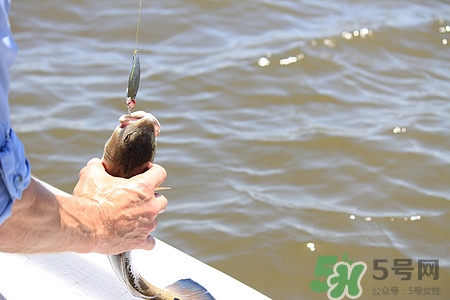冬天釣魚(yú)好釣嗎?冬天釣魚(yú)用什么魚(yú)餌