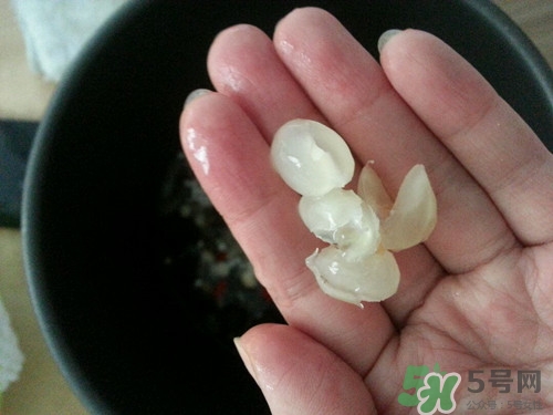 皂角米哪些人不宜吃?禁忌事項介紹 皂角米哪些人不宜吃?禁忌事項介紹