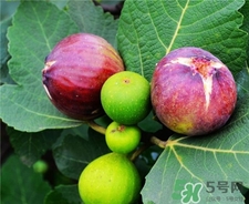 新鮮無(wú)花果下奶嗎?無(wú)花果可以催奶嗎?
