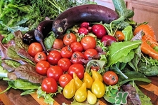 長(zhǎng)茄子好還是園茄子好?長(zhǎng)茄子和圓茄子的區(qū)別 長(zhǎng)茄子好還是園茄子好?長(zhǎng)茄子和圓茄子的區(qū)別