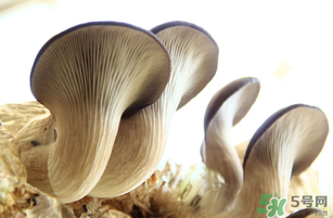 平菇不能和什么一起吃？平菇不能與什么同食？