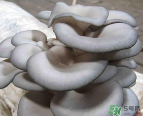 平菇可以放冰箱嗎？平菇在冰箱可以放幾天？