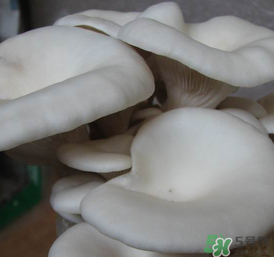 平菇可以放冰箱嗎？平菇在冰箱可以放幾天？