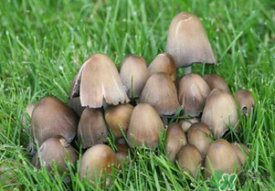 草菇不能和什么一起吃？草菇和什么相克？