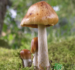 蘑菇可以放冰箱嗎？蘑菇放冰箱長毛了能吃嘛？
