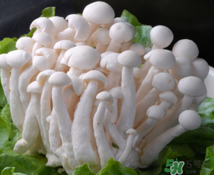 白玉菇孕婦能吃嗎？孕婦可以吃白玉菇嗎？
