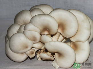 吃平菇有什么好處？平菇怎么做好吃？