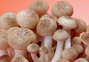 草菇可以放冰箱嗎？草菇放冰箱還能吃嗎？