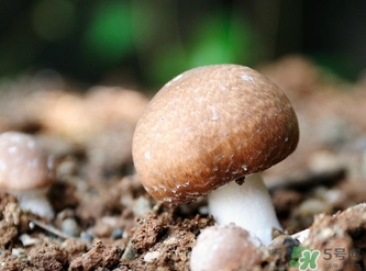 巴西蘑菇怎么吃？巴西蘑菇的作用與功效